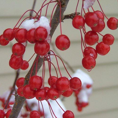 Malus 'Swesutyzam' ~ Sugar Tyme® Crabapple