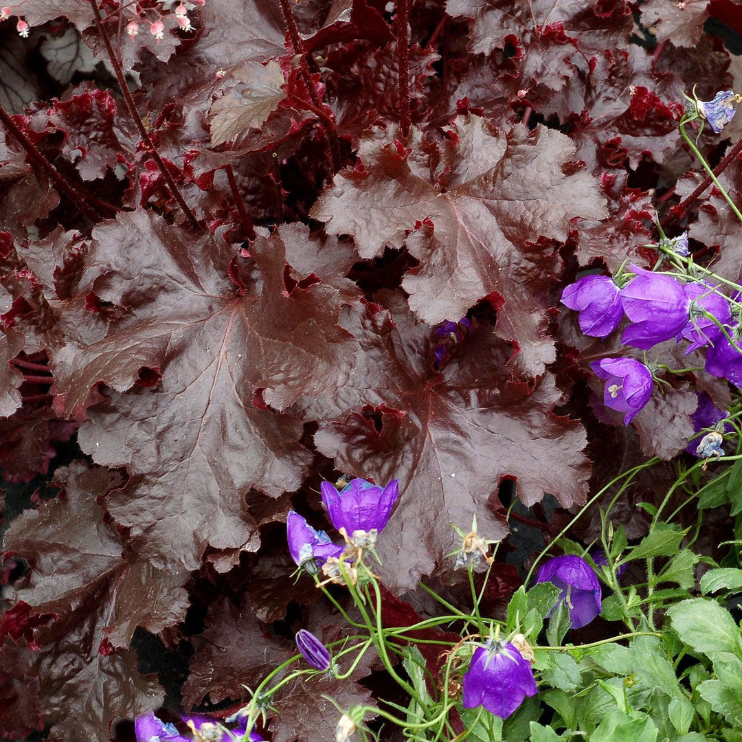 Heuchera 'Black Beauty' ~ Black Beauty Coral Bells