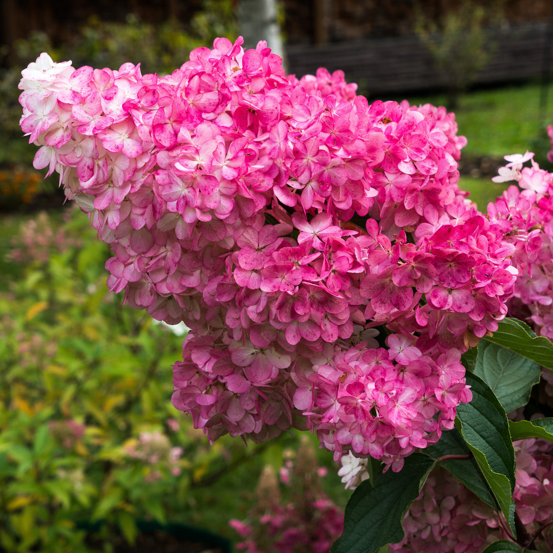 Hortensia paniculata 'Renba' PP28,509 ~ Hortensia Berry White® First Editions®