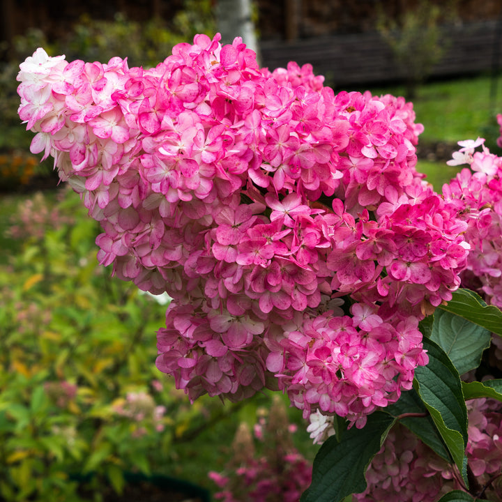 Hydrangea paniculata 'Renba' PP28,509 ~ First Editions® Berry White® Hydrangea