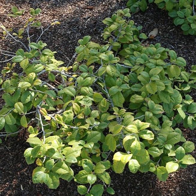 Ilex opaca 'Maryland Dwarf' ~ Acebo enano de Maryland