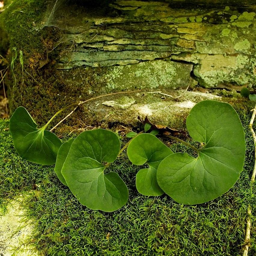 Asarum canadense ~ Wild Ginger