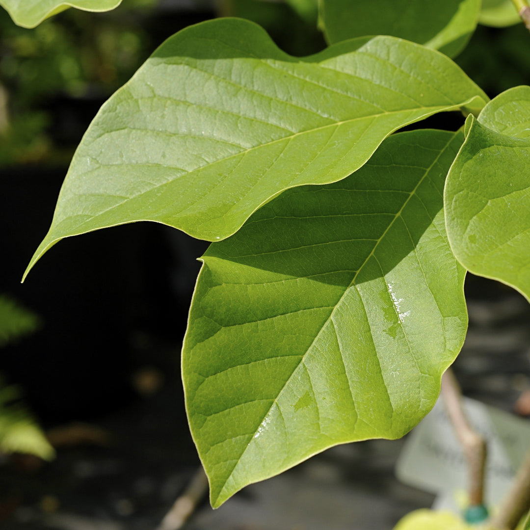 Magnolia x 'Daybreak' ~ Daybreak Magnolia