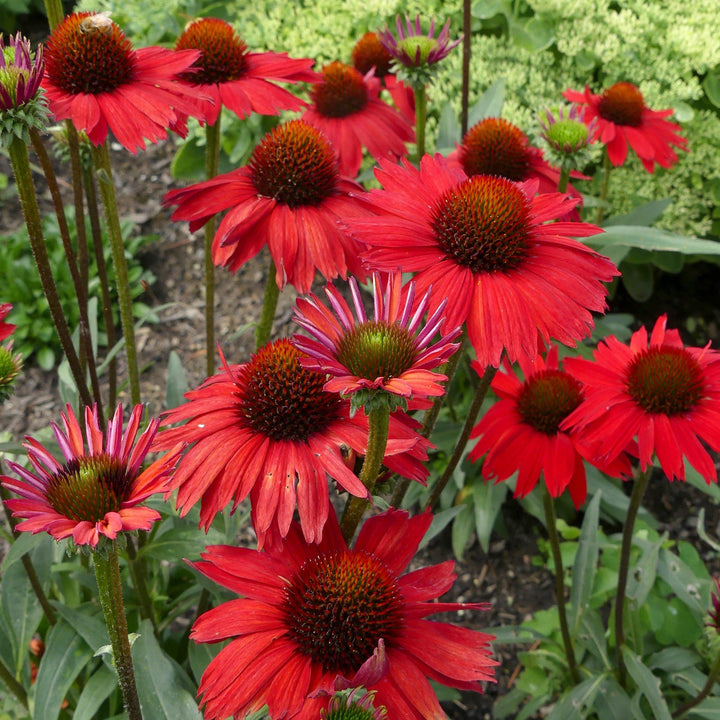 Echinacea 'TNECHKRD' PP #29,743 ~ Kismet® Red Coneflower