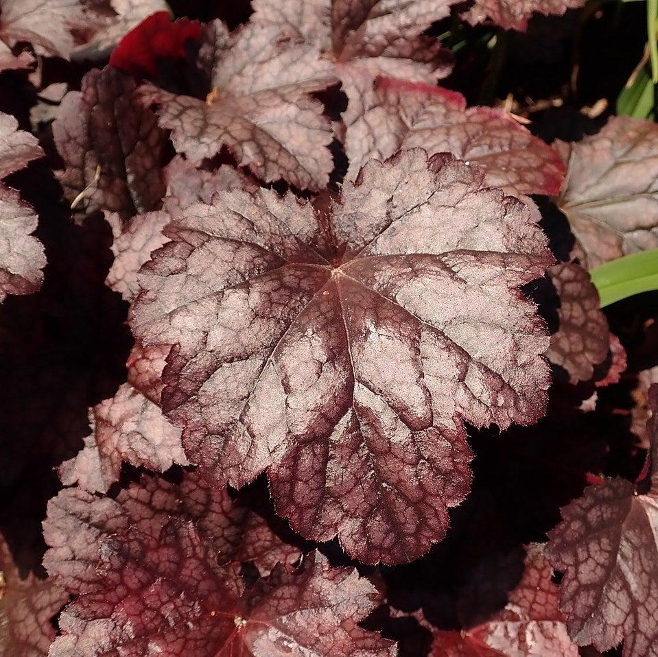 Heuchera x 'Plum Pudding' ~ Plum Pudding Coral Bells, Heuchera