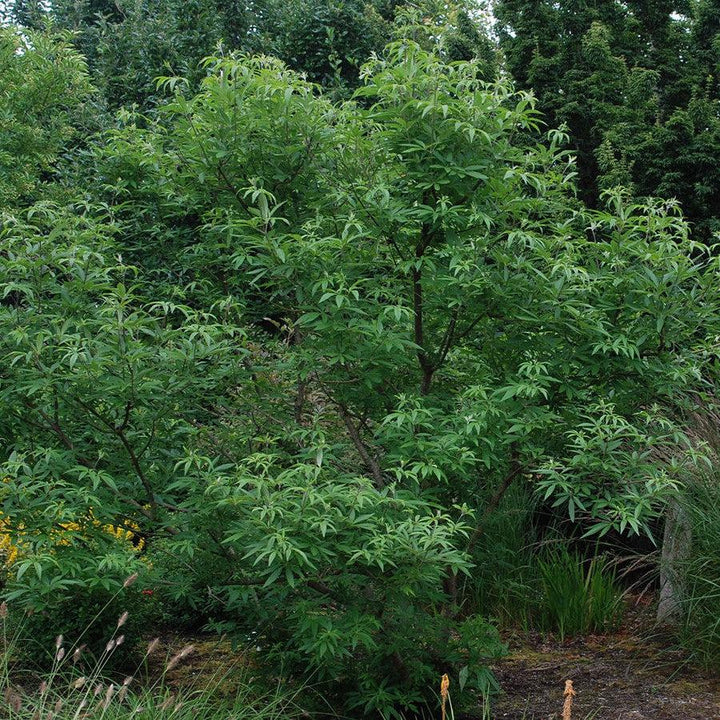 Vitex agnus-castus ~ Chaste Tree