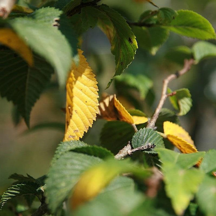 Ulmus americana ‘Valley Forge’ ~ Valley Forge American Elm