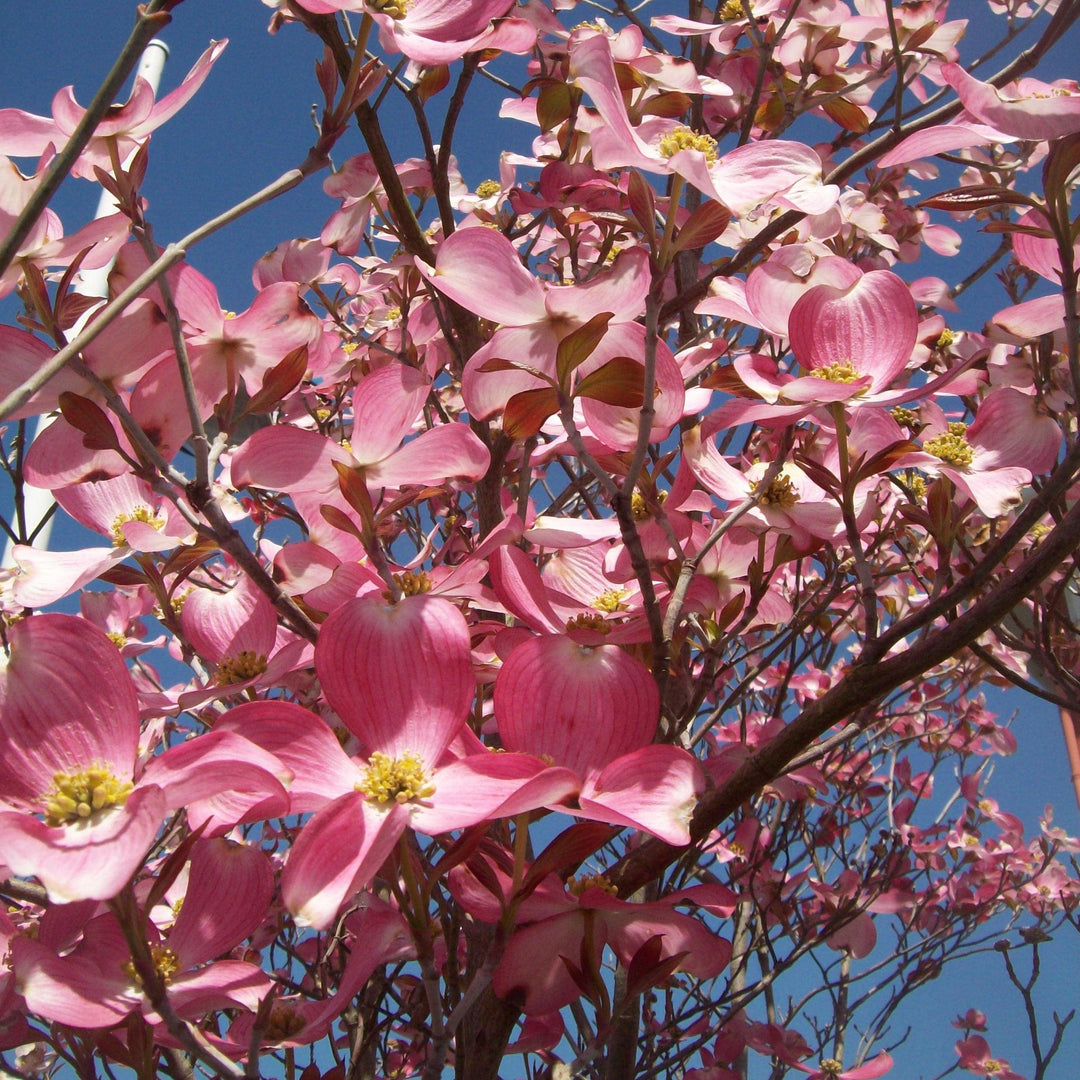 Cornus florida 'Rubra' ~ Cornejo de flores rosadas 