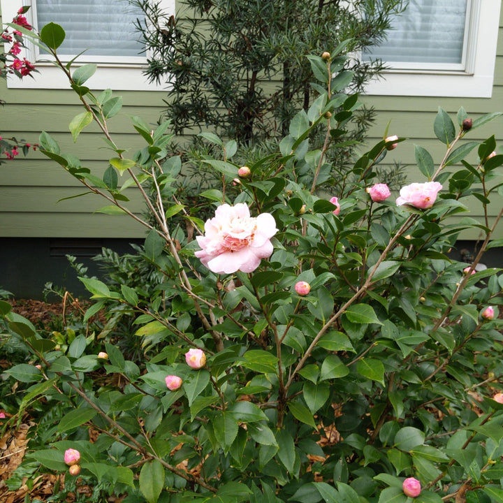 Camellia lutchuensis 'Alta Fragancia' ~ Camelia de Alta Fragancia