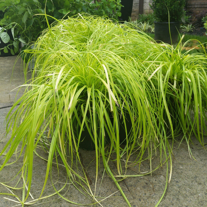 Carex oshimensis 'Everillo' PP#21,002 ~ EverColor® Everillo Sedge