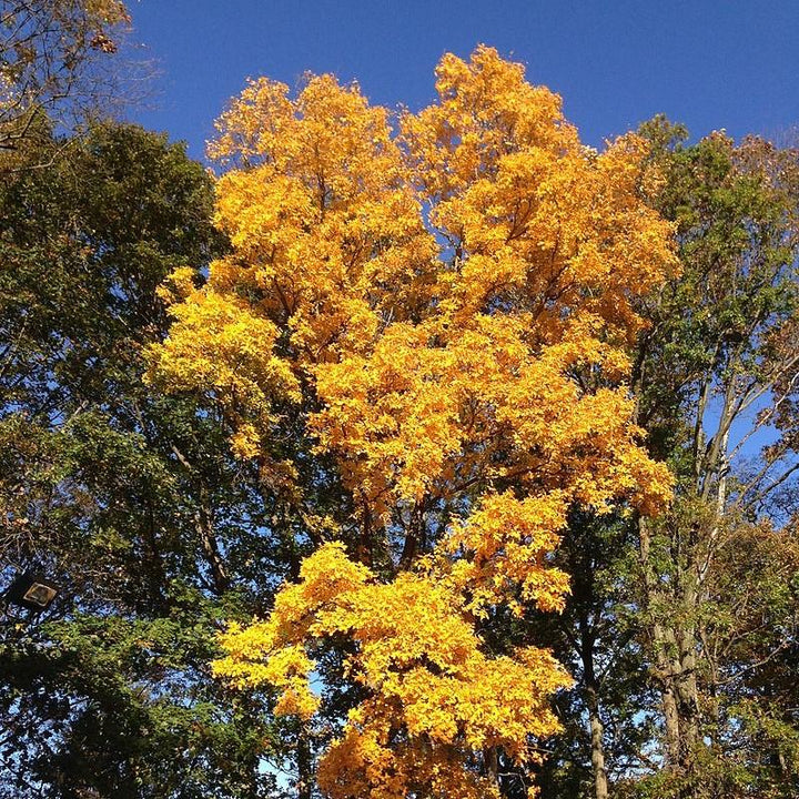 Carya tomentosa ~ Mockernut Hickory