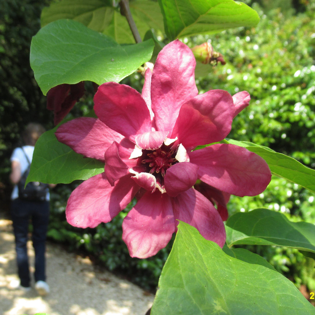 Calycanthus x raulstonii 'Vino Hartlage' ~ Arbusto dulce de vino Hartlage