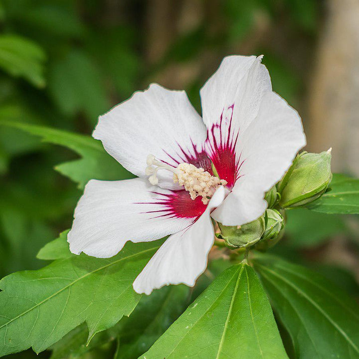 Hibiscus syriacus 'Corazón Rojo' ~ Hibisco Corazón Rojo