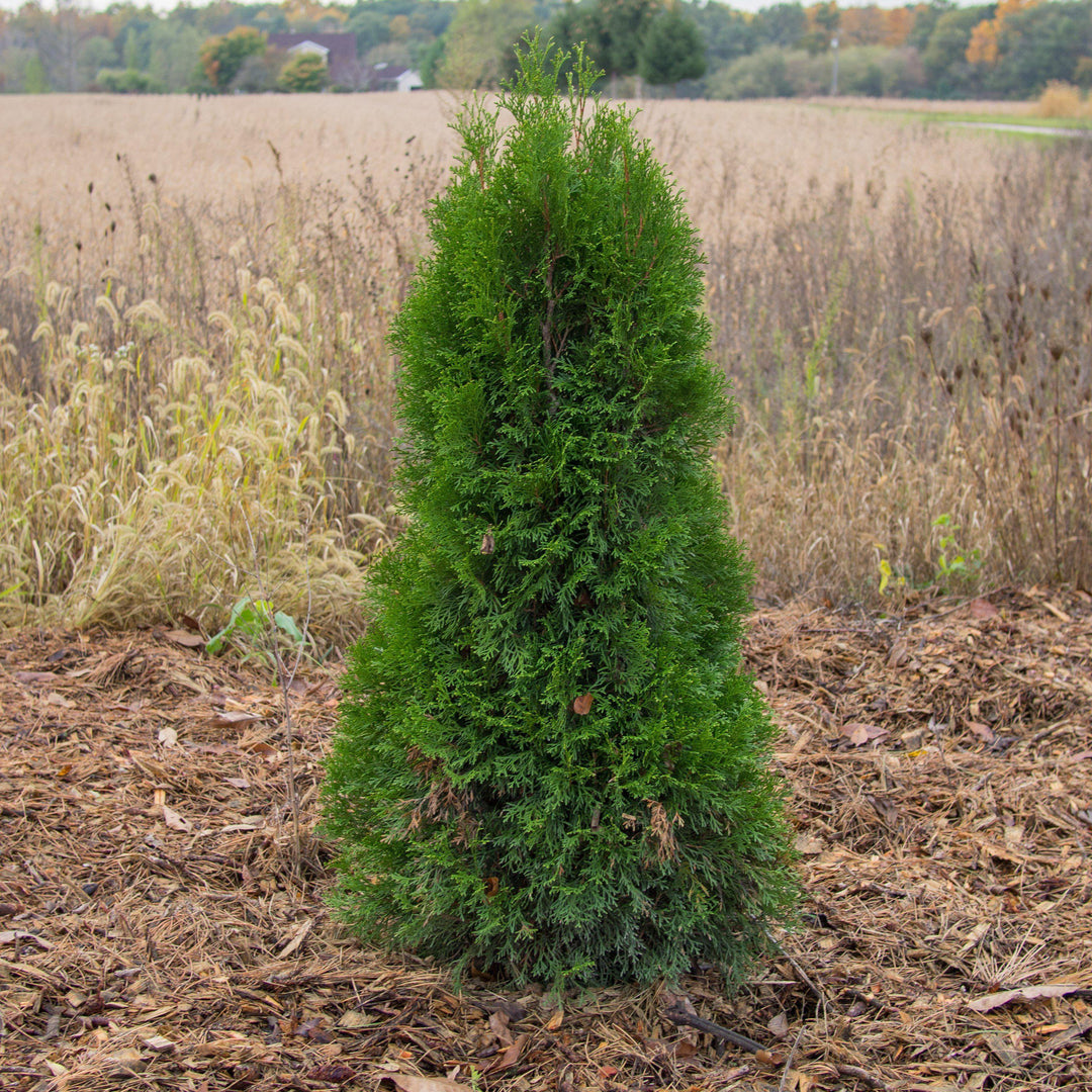 Thuja occidentalis 'Smaragd' ~ Emerald Green Arborvitae