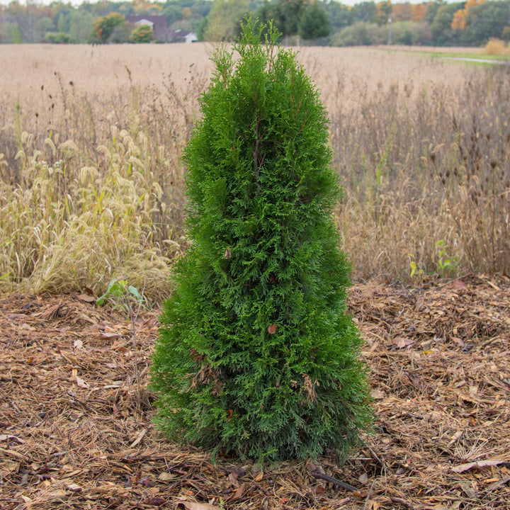 Thuja occidentalis 'Smaragd' ~ Emerald Green Arborvitae