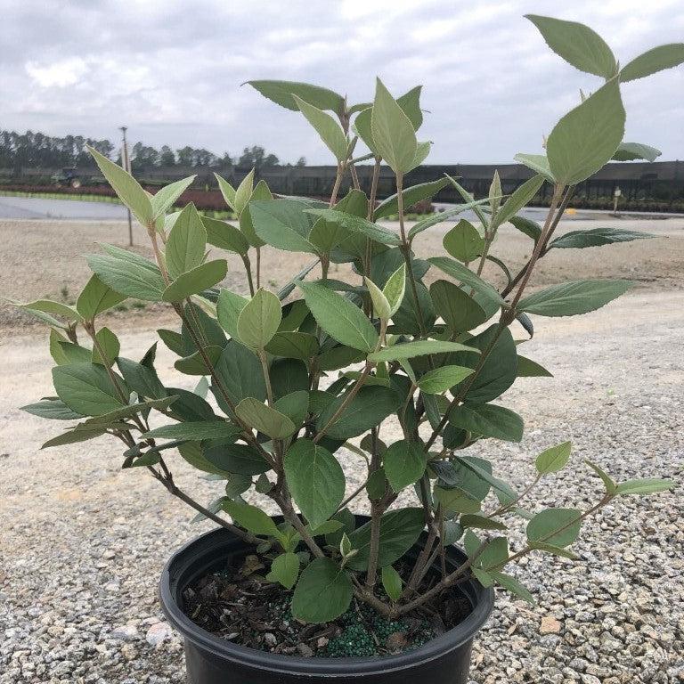 Viburnum x burkwoodii 'Mohawk' ~ Mohawk Viburnum