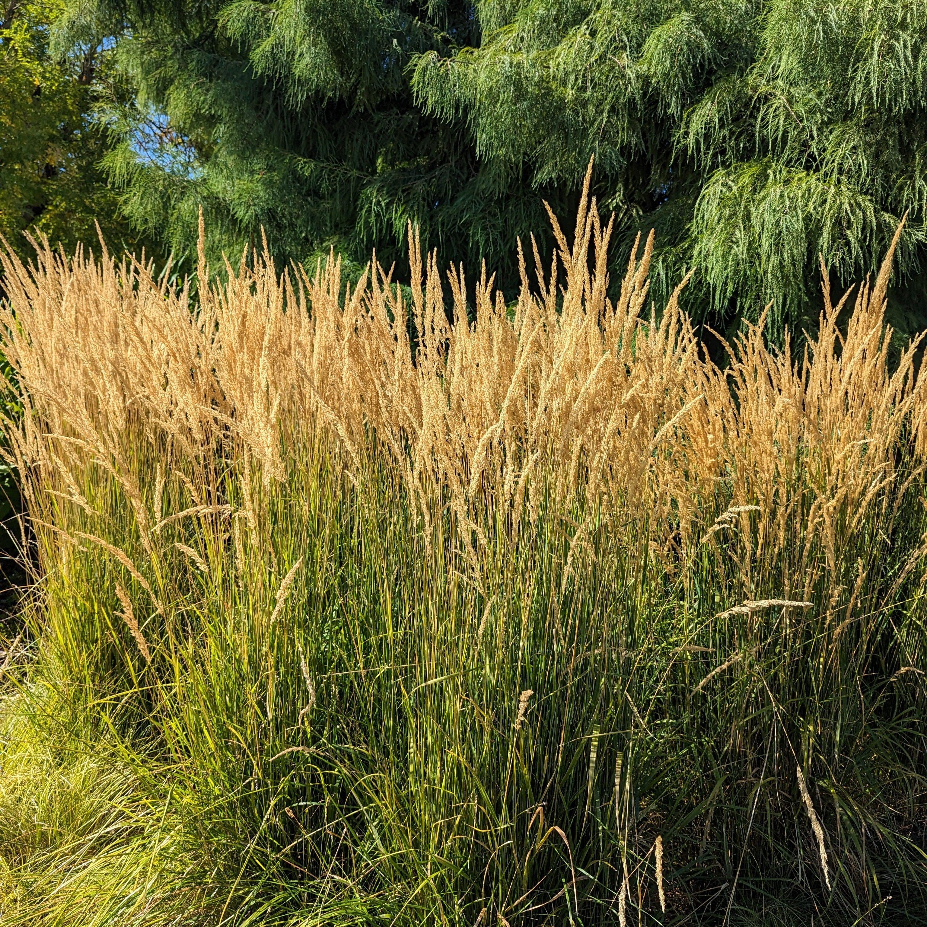 Grass – JTSOP Farms