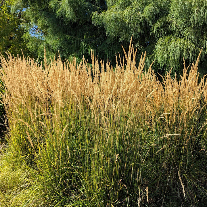 Calamagrostis x acutiflora 'Karl Foerster' ~ Karl Foerster's Feather Reed Grass