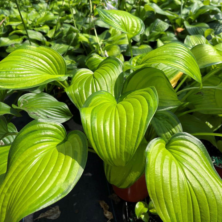 Hosta 'Guacamole' ~ Guacamole Hosta