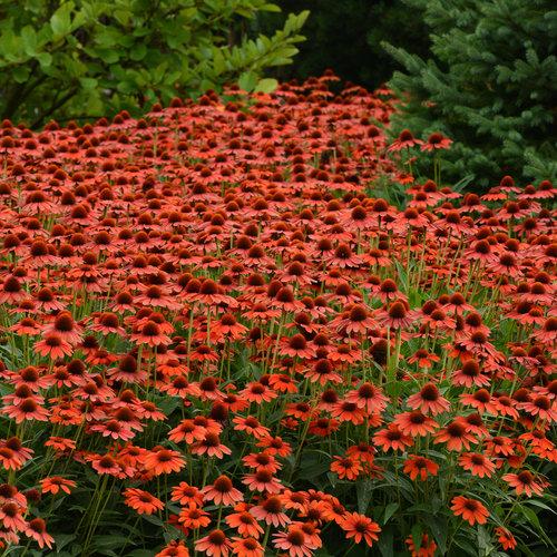 Echinacea 'Balsomenco' ~ Sombrero® Flamenco Coneflower