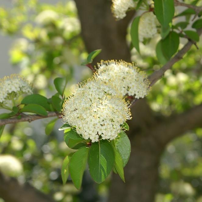 Viburnum prunifolium ~ Viburnum de Blackhaw