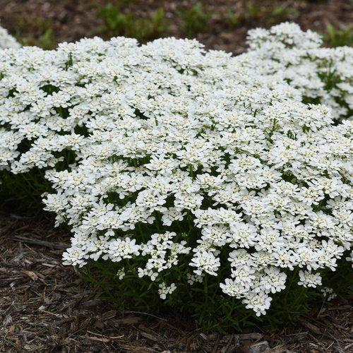 Iberis sempervirens 'Snowsation' ~ Snowsation™  Candytuft