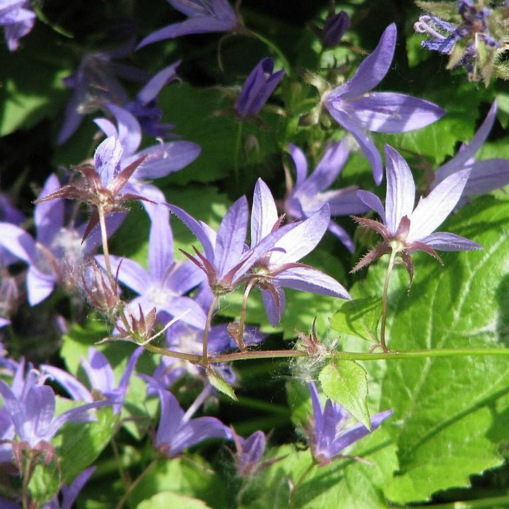 Campanula poscharskyana 'Blue Waterfall' ~ Blue Waterfall Bellflower