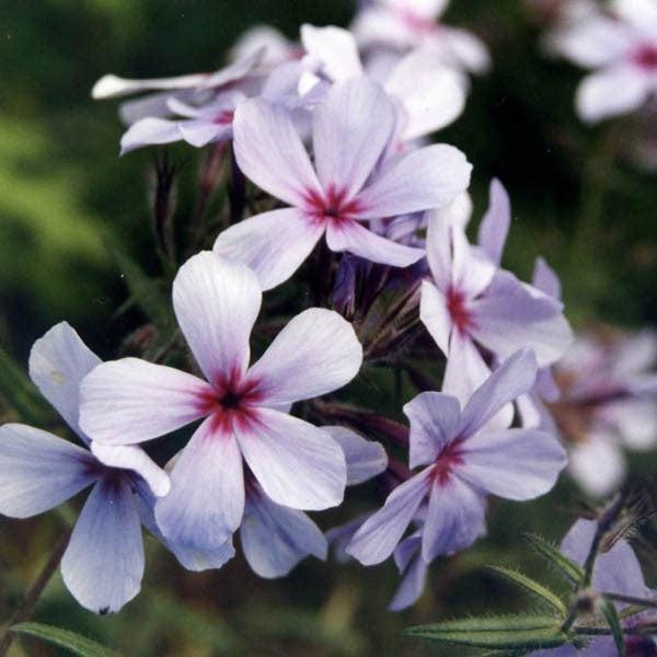 Phlox divaricata subsp. laphamii 'Chattahoochee' ~ Chattahoochee Woodland Phlox