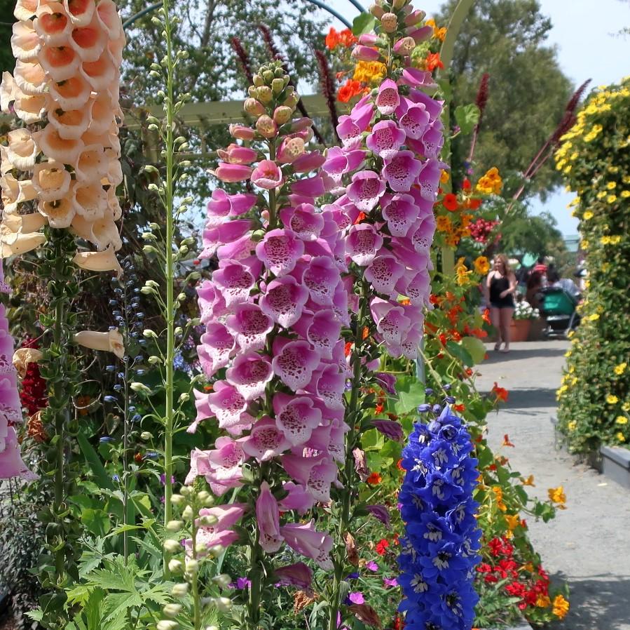 Digitalis purpurea 'Candy Mountain' ~ Candy Mountain Foxglove