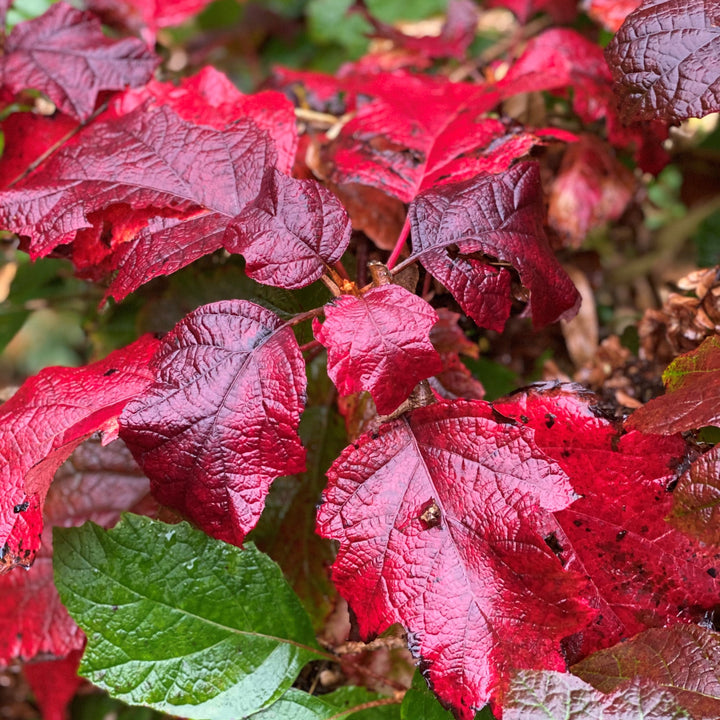 Hydrangea quercifolia 'Snowcicle' ~ Snowcicle Hydrangea