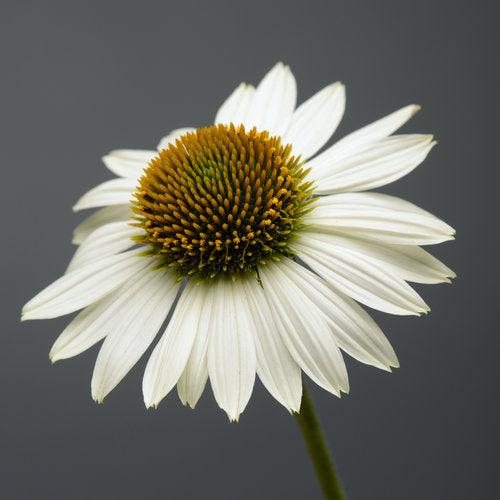 Echinacea 'Balsomblanc' ~ Sombrero® Blanco Coneflower