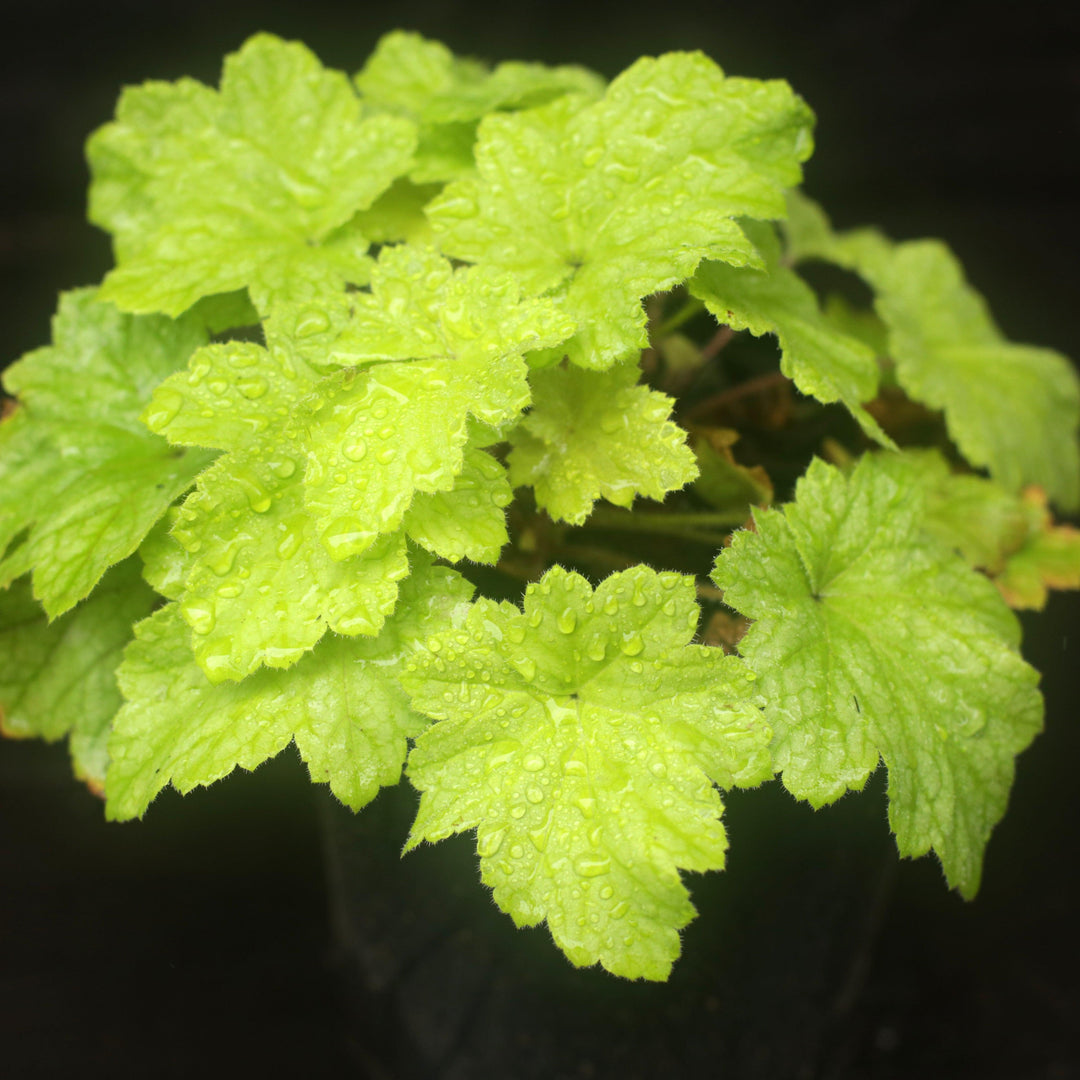 Heuchera 'Twist of Lime' ~ Twist of Lime Coral Bells