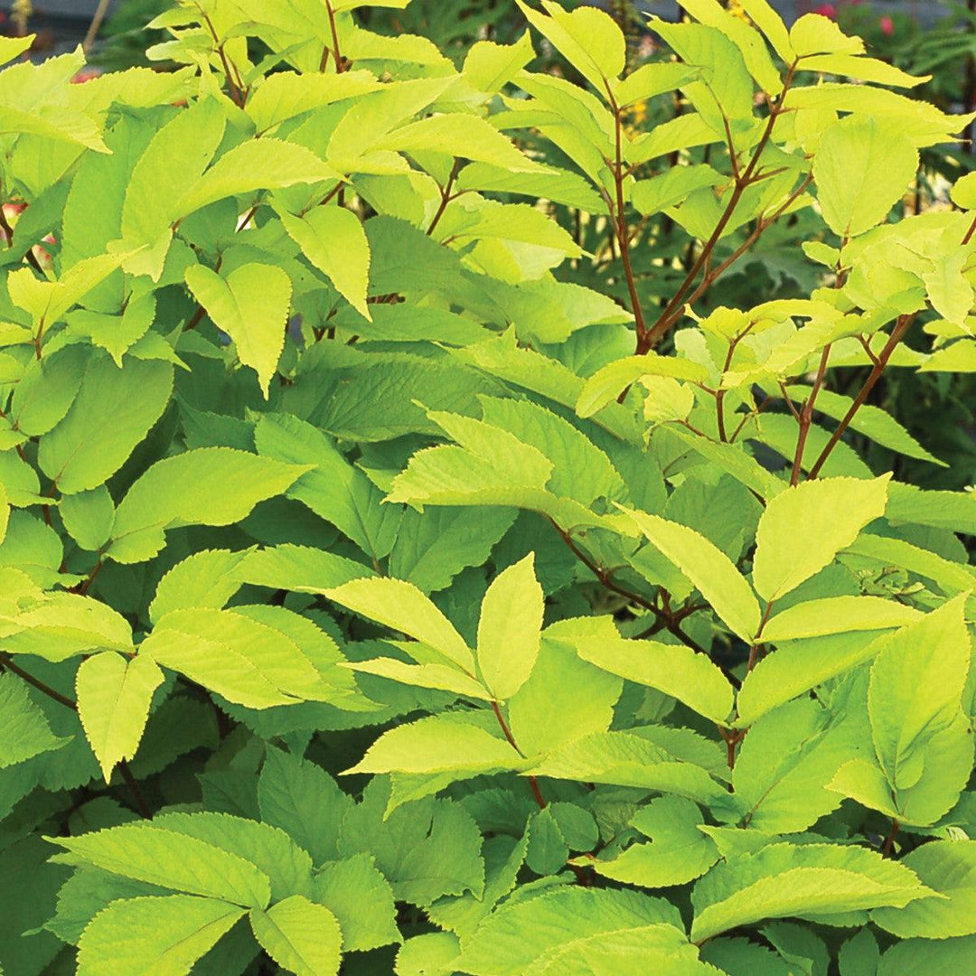 Aralia cordata 'Sun King' ~ Sun King Golden Japanese Spikenard