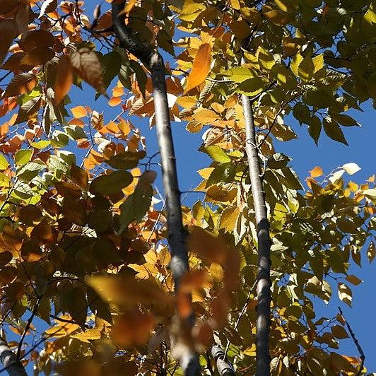 Zelkova serrata ‘Village Green’ ~ Village Green Zelkova