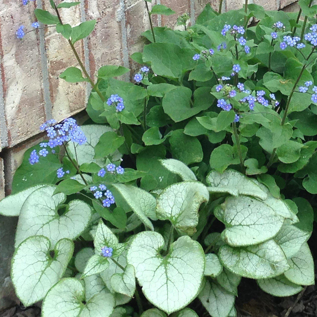 Brunnera macrophylla 'Silver Heart' ~ Silver Heart Siberian Bugloss