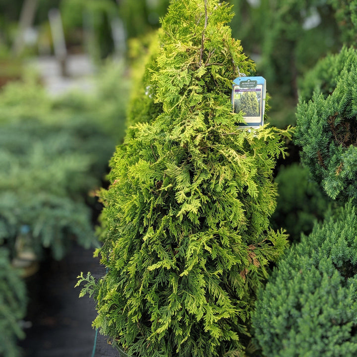 Thuja occidentalis 'Cinta amarilla' ~ Arborvitae de cinta amarilla