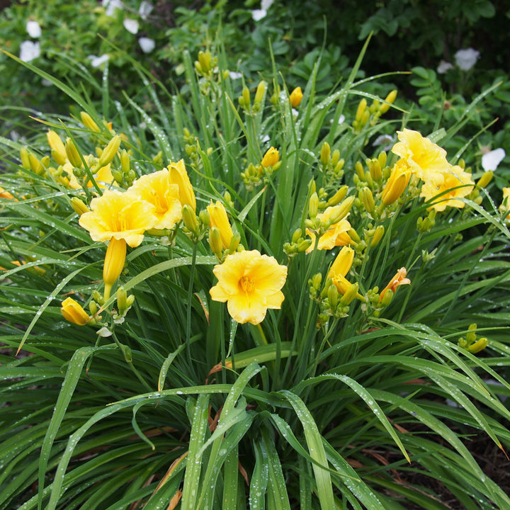 Hemerocallis 'Stella D'Oro' ~ Stella de Oro Daylily