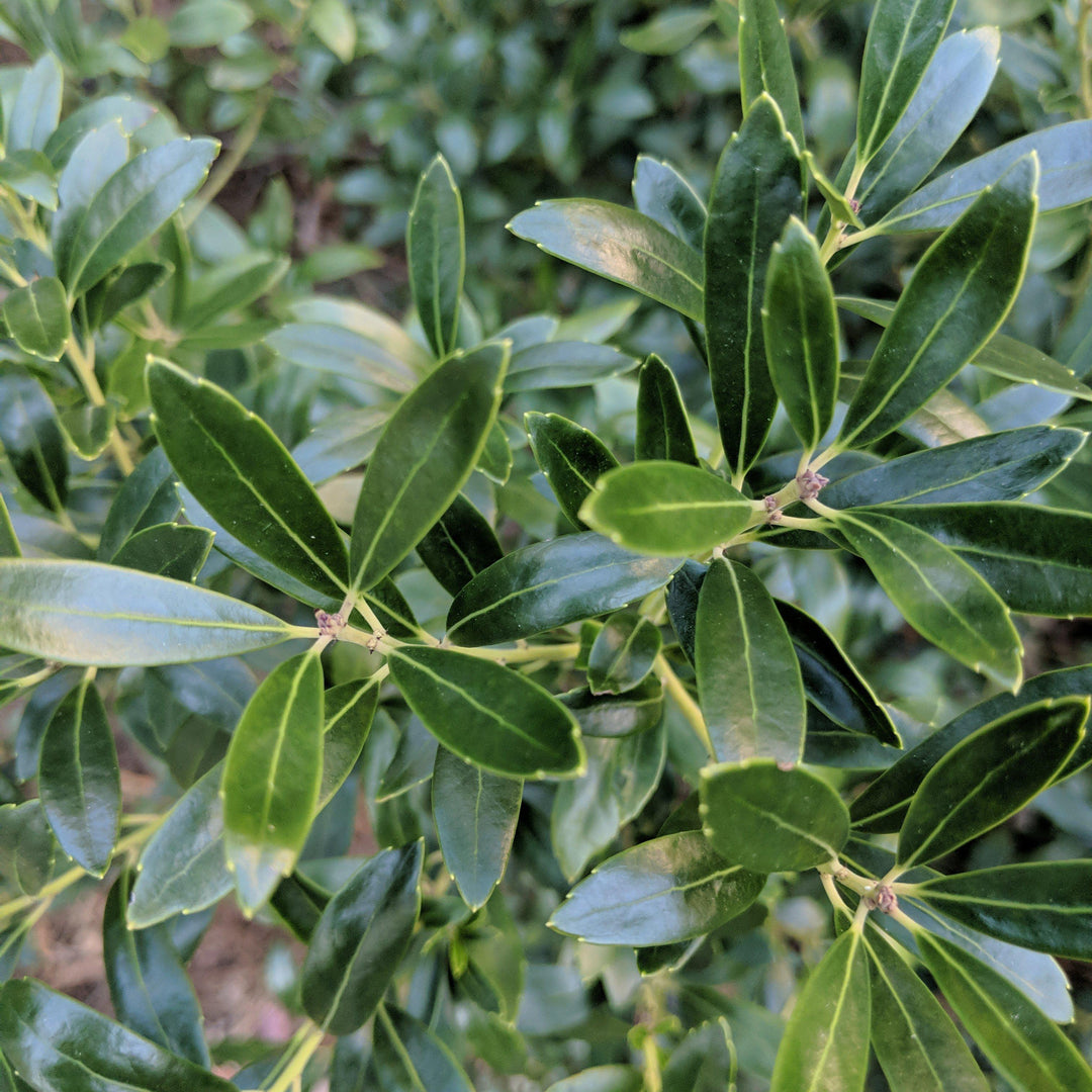 Ilex glabra 'Nigra' ~ Nigra Inkberry Holly