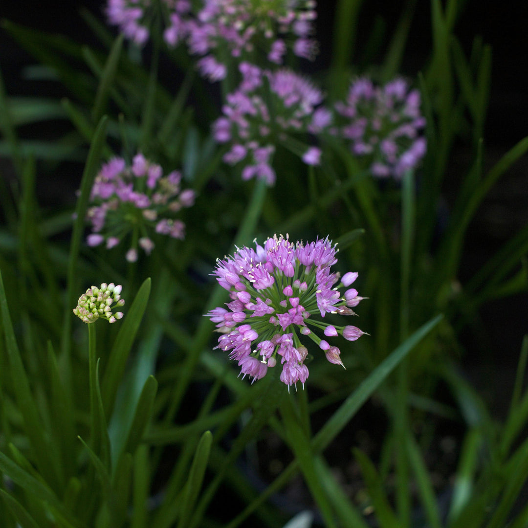 Allium 'Millenium' ~ Millenium Ornamental Onion