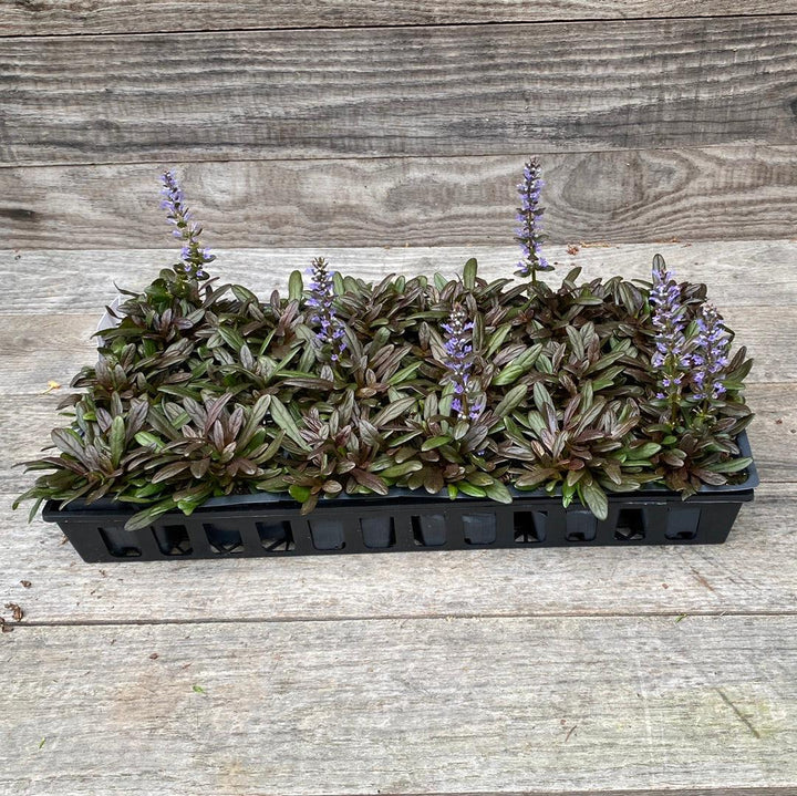 Ajuga reptans 'Valfredda' ~ Chocolate Chip Bugleweed