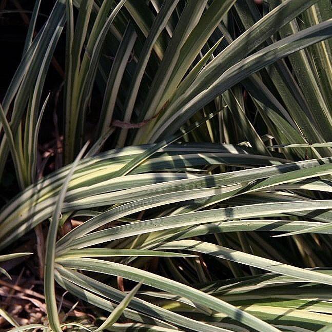 Acorus gramineus 'Variegatus' ~ Variegated Sweet Flag