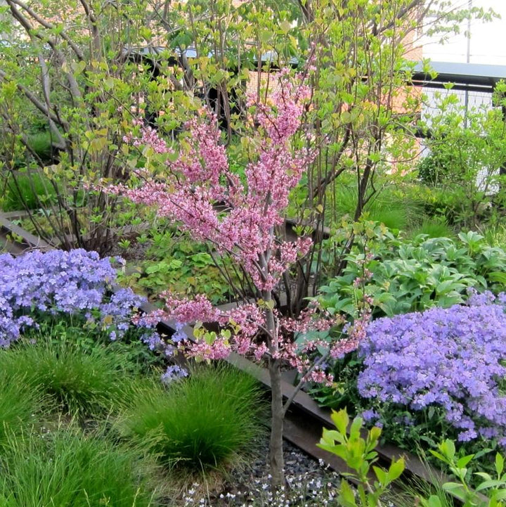 Cercis canadensis 'Appalachian Red' ~ Appalachian Red Redbud