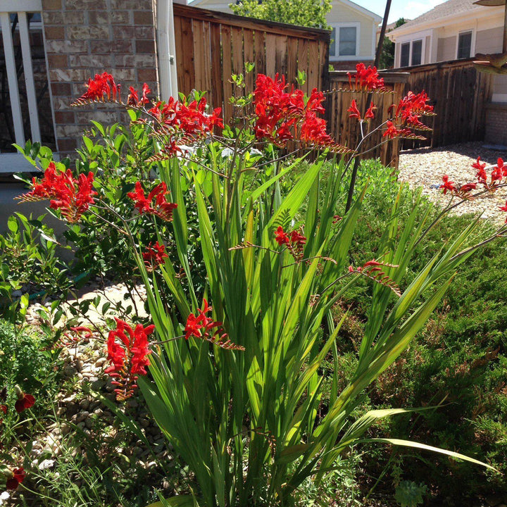 Crocosmia 'Lucifer' ~ Lucifer Crocosmia