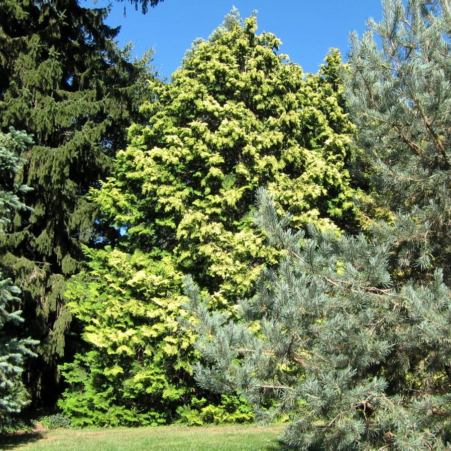 Chamaecyparis obtusa 'Crippsii' ~ Falso ciprés Hinoki dorado