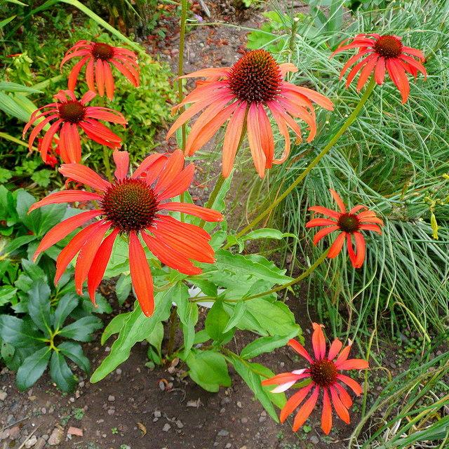 Echinacea 'Tomato Soup' ~ Tomato Soup Echinacea, Coneflower