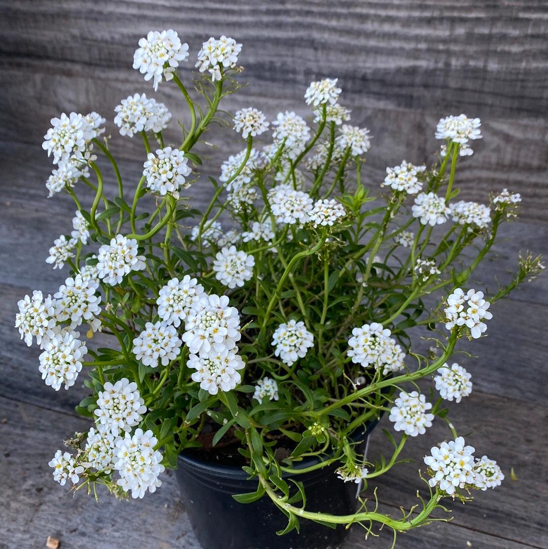 Iberis sempervirens 'Alexander's White' ~ Alexander's White Candytuft