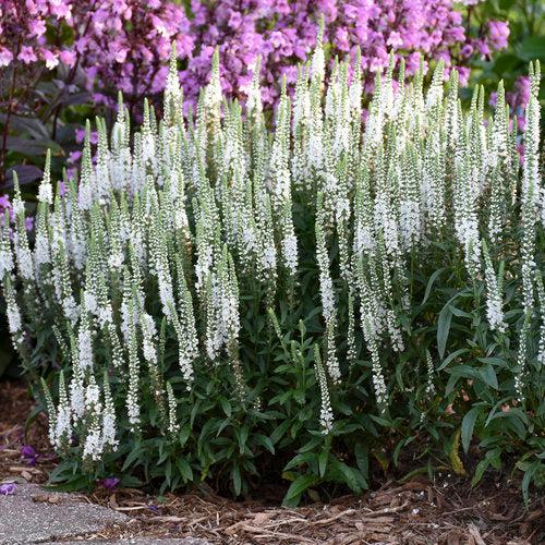 Veronica 'White Wands' ~ Magic Show® White Wands Speedwell