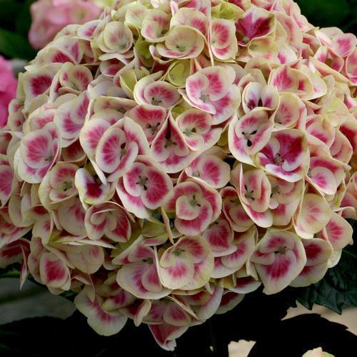 Hortensia macrophylla 'Ramars' ~ Cityline® Mars Hydrangea