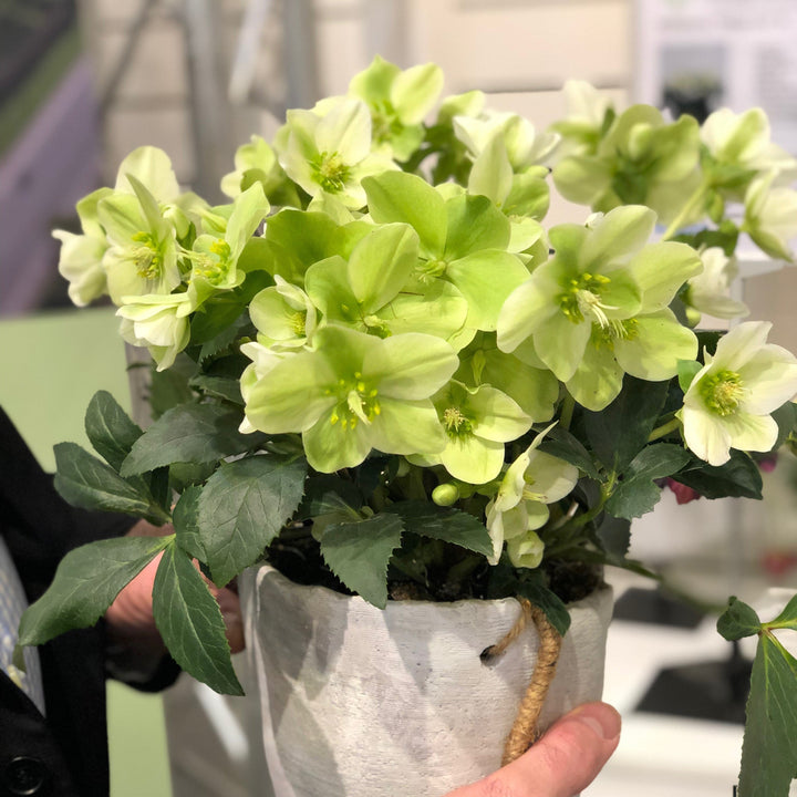 Helleborus niger 'Mon Blanc' ~ Winter Magic™ Mon Blanc Lenten Rose