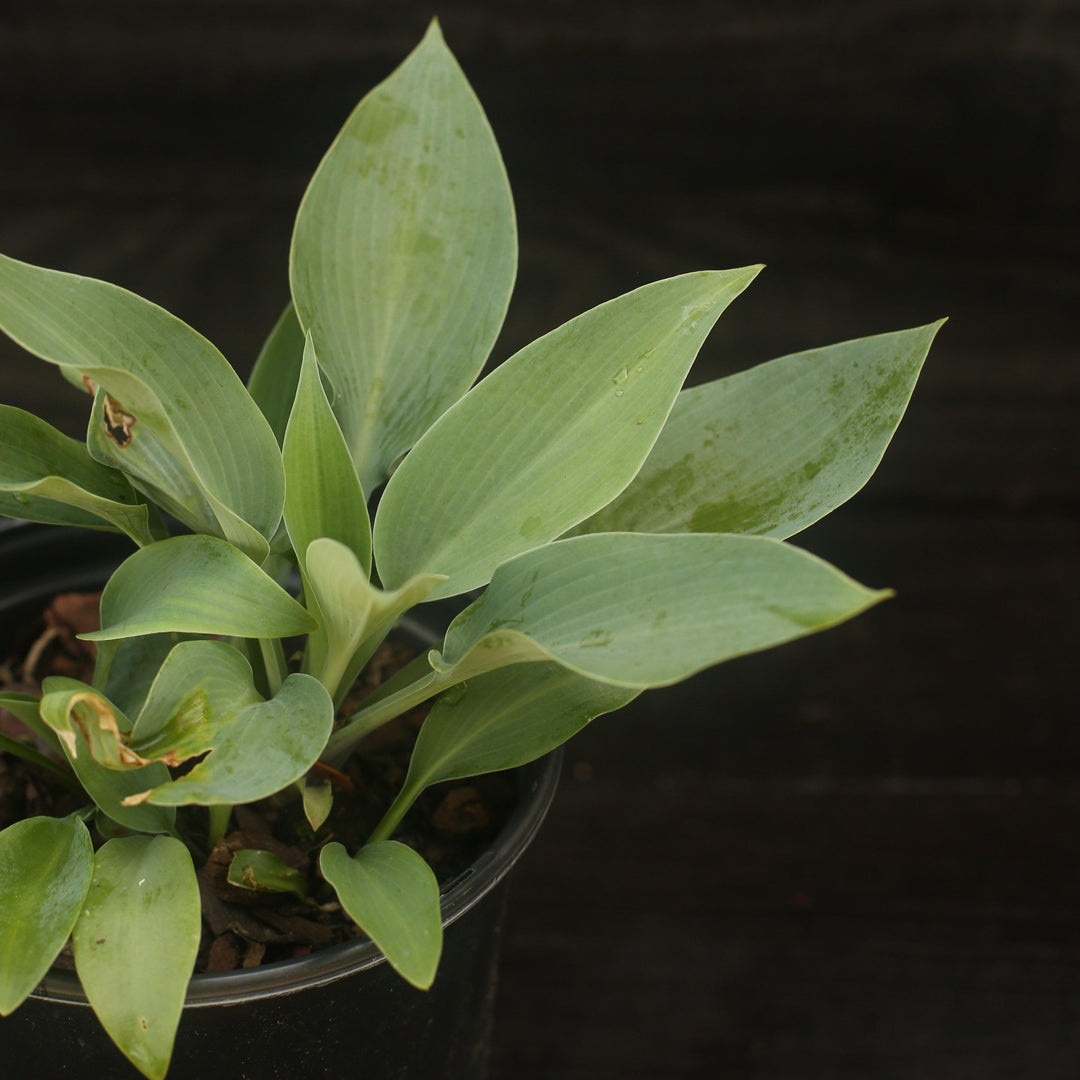 Hosta 'Halcyon' ~ Halcyon Hosta